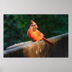 Póster Cardinal Spotlight Poster