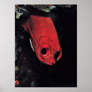 Póster Cardinalfish Portrait