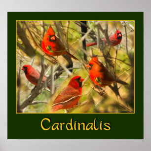 Póster Cardinalis - POSTER - Collage de Cardenales