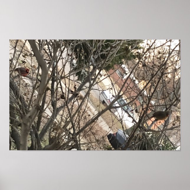 Póster Cardinals (Frente)