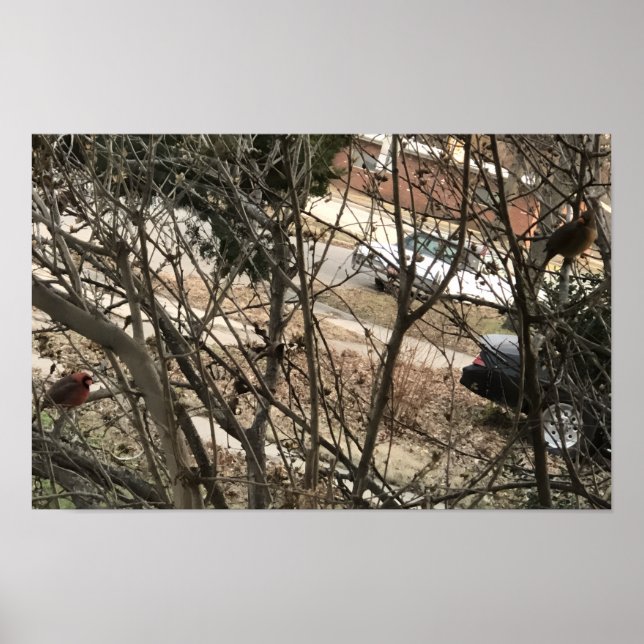 Póster Cardinals (Frente)