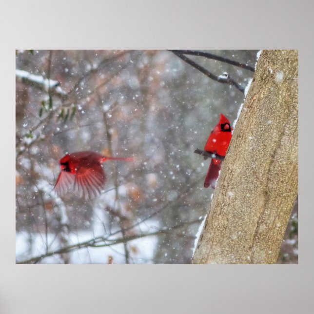 Póster Cardinals in the Snow (Frente)