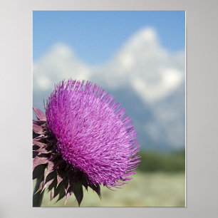 Póster Cardo de Tetons