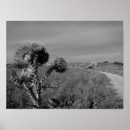 Póster cardo en el verano de Madrid