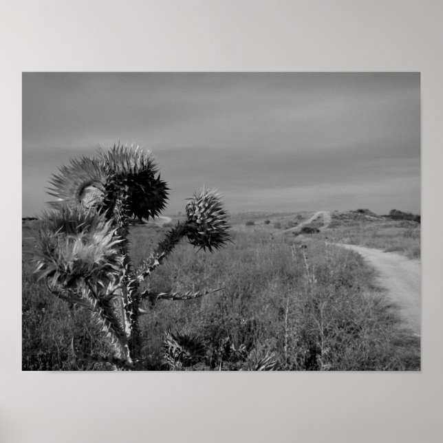 Póster cardo en el verano de Madrid (Frente)