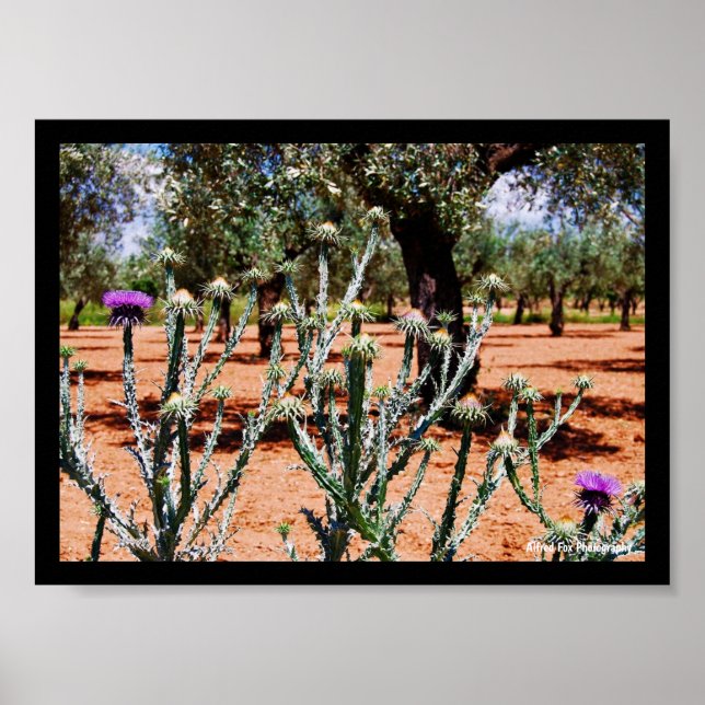Póster Cardo Lechero en Olivar (Frente)