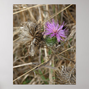 Póster Cardo solitario