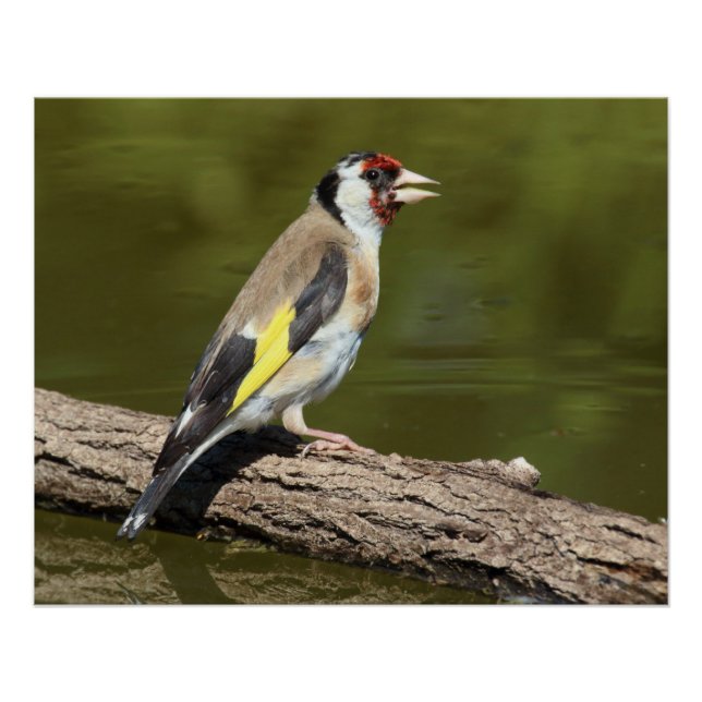 Póster Carduelis carduelis (Anverso)