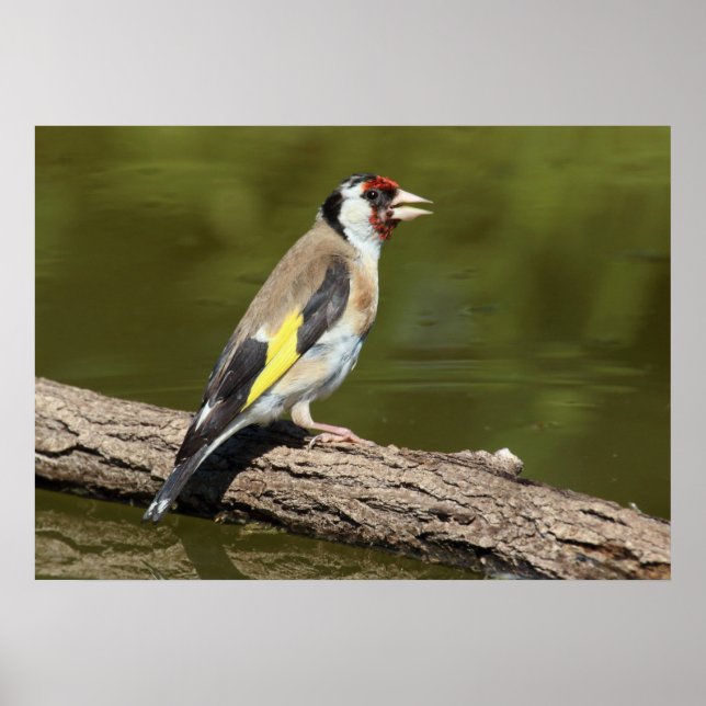 Póster Carduelis carduelis (Frente)