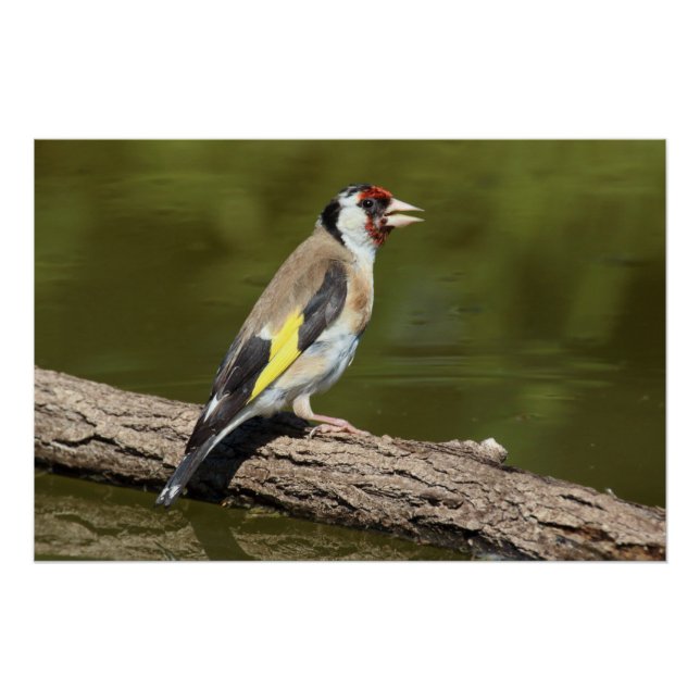Póster Carduelis carduelis (Anverso)