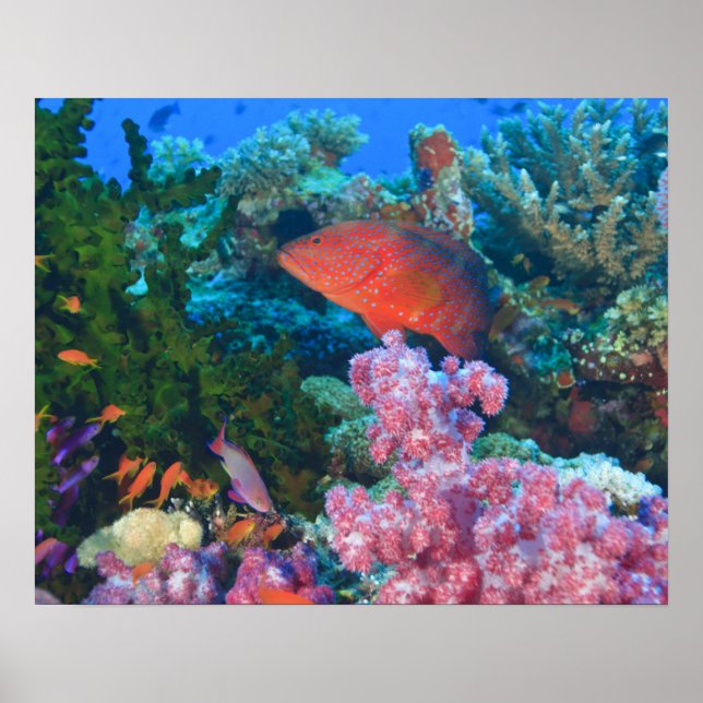 Póster cardumen de Anthias squamipinnis (Pseudanthias (Frente)