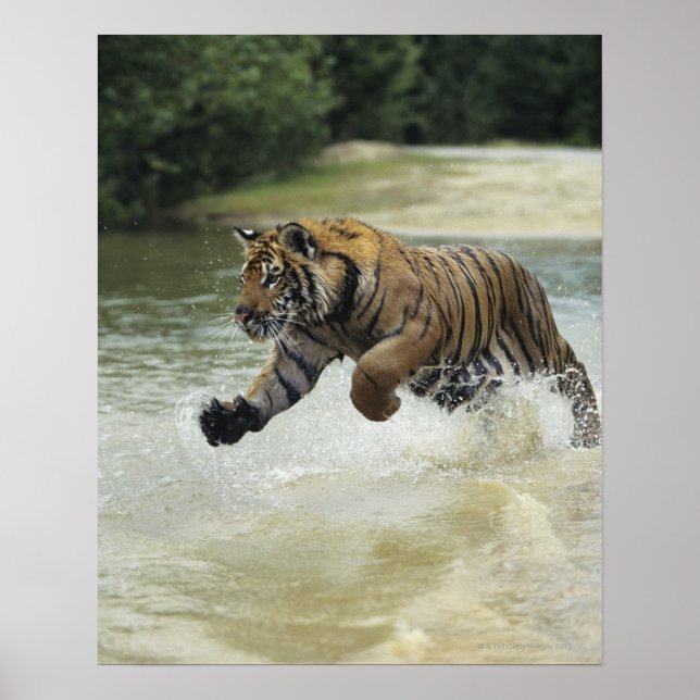 Póster Cargando tigre de bengala (Panthera tigris tigris) (Frente)