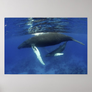 Póster Caribe, archipiélago de las Antillas Mayores,