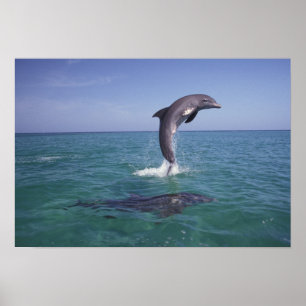 Póster Caribe, Botella