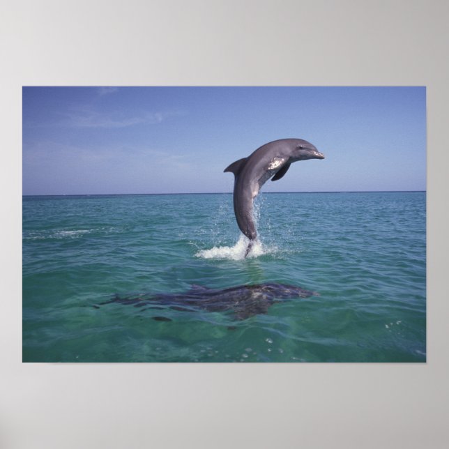 Póster Caribe, Botella (Frente)