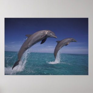 Póster Caribe, delfines botellas Tursiops 8