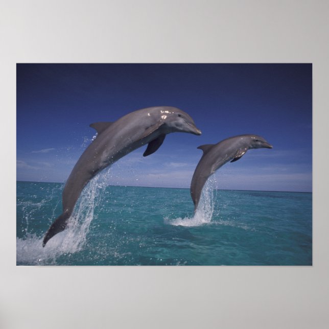 Póster Caribe, delfines botellas Tursiops 8 (Frente)