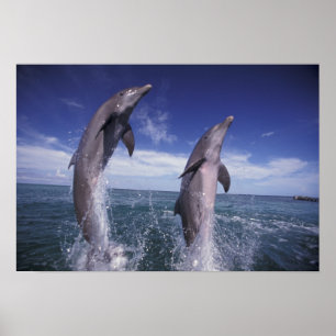 Póster Caribe, delfines mulares Tursiops