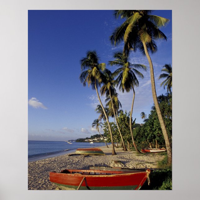 Póster CARIBE, Granada, St. George, Barcos en palmera (Frente)