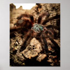 Póster Caribena Versicolor Rosa Toe Tarantula