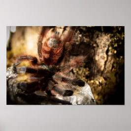 Póster Caribena Versicolor Rosa Toe Tarantula