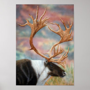 Póster Caribou