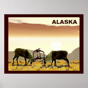 Póster Caribou Duel - Alaska