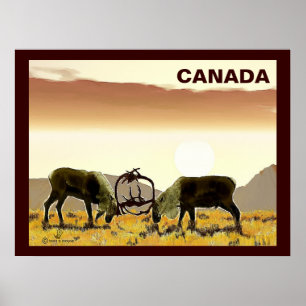 Póster Caribou Duel - Canadá