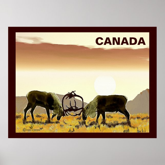Póster Caribou Duel - Canadá (Frente)