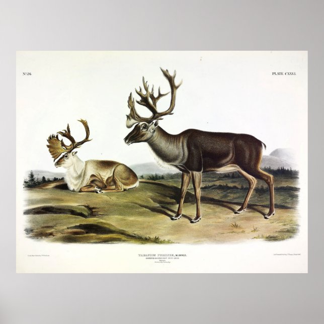 Póster Caribou, o reno americano de Audubon (Frente)