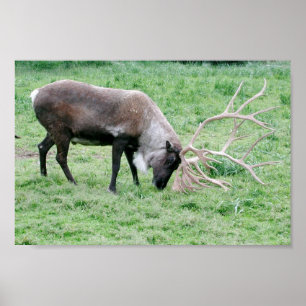 Póster Caribou Usando Antlers
