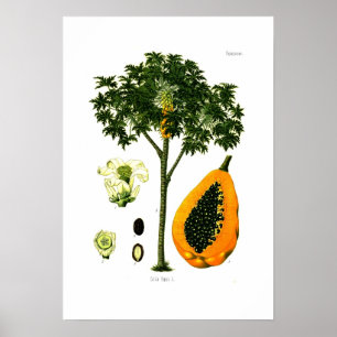Póster Carica papaya (papaya)