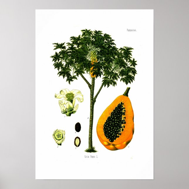 Póster Carica papaya (Papaya) (Frente)