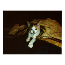 Cariño de Gatito