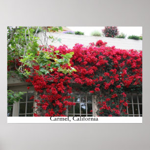 Póster Carmel en flor