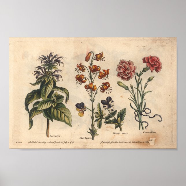 Póster Carnación de papel botánico de flores de 1757 (Frente)