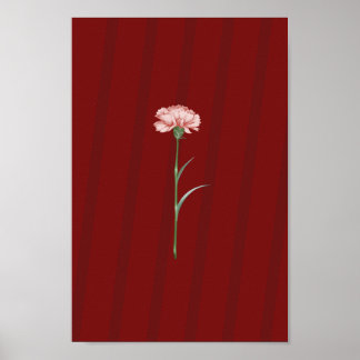 Póster Carnación rosa en rojo - Poster estético romántico