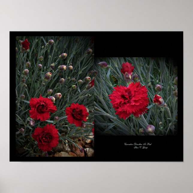 Póster Carnation Dianthus en la pared roja Art por Stan V (Frente)