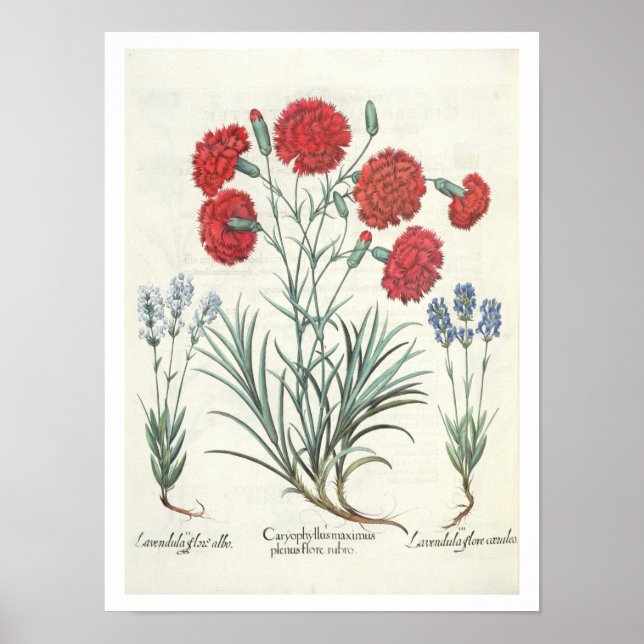 Póster Carnations y Lavender: 1.Caryophyllus maximus pl (Frente)