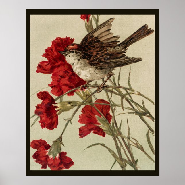 Póster Carnations y Songbird Poster (Frente)