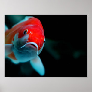 Póster Carne de Koi