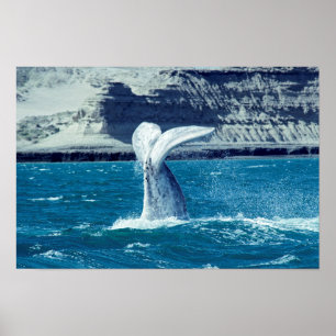 Póster Carne de ternera de ballena - Argentina
