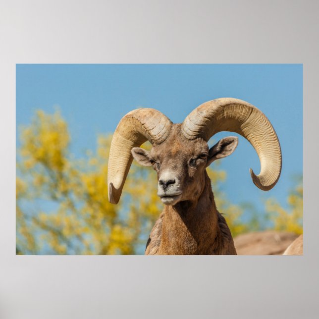Póster Carnero de Cuerno Grande del Desierto (Frente)