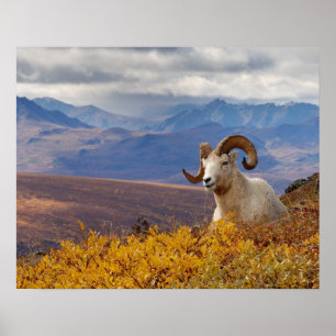Póster carnero de Dall, Ovis dalli