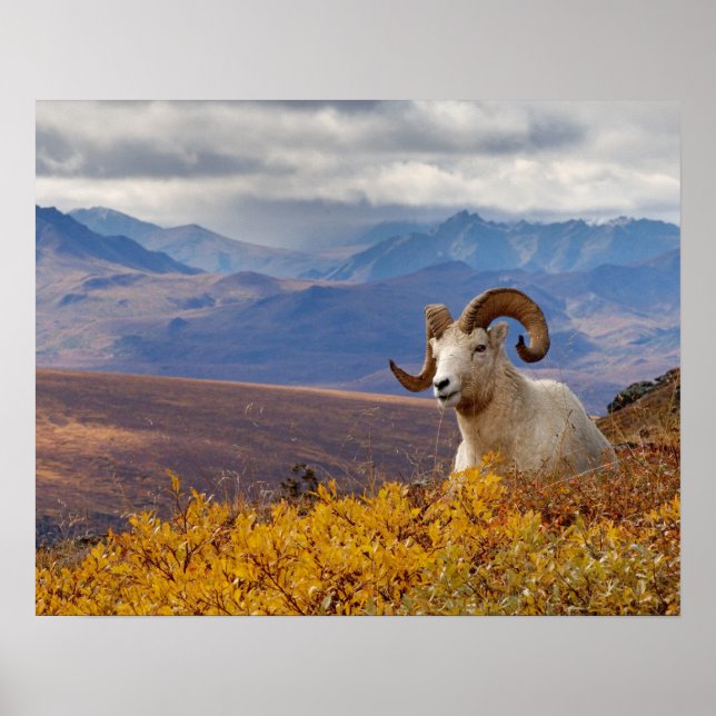 Póster carnero de Dall, Ovis dalli (Frente)