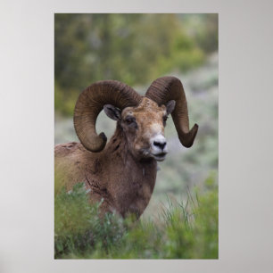 Póster Carnero de oveja salvaje de la montaña rocosa