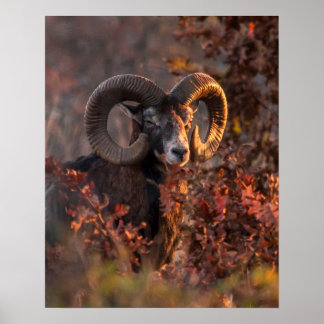 Póster Carnero Europeo de Muflón en Bosque de Otoño Foto