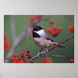 Póster Carolina Chickadee