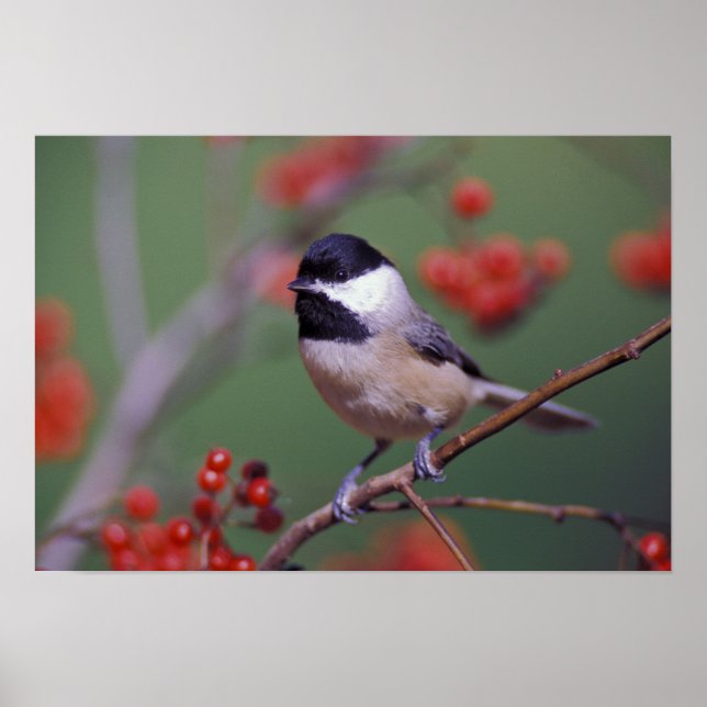 Póster Carolina Chickadee (Frente)