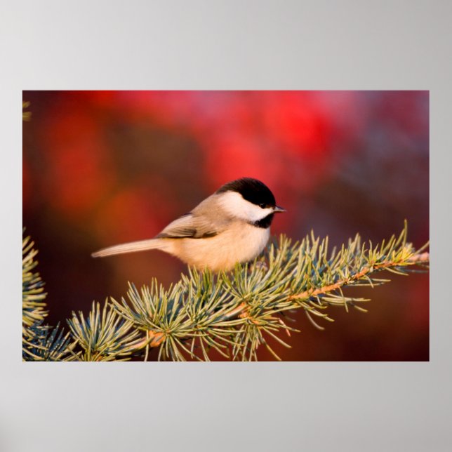 Póster Carolina Chickadee en el Cedar del Atlas Azul (Frente)